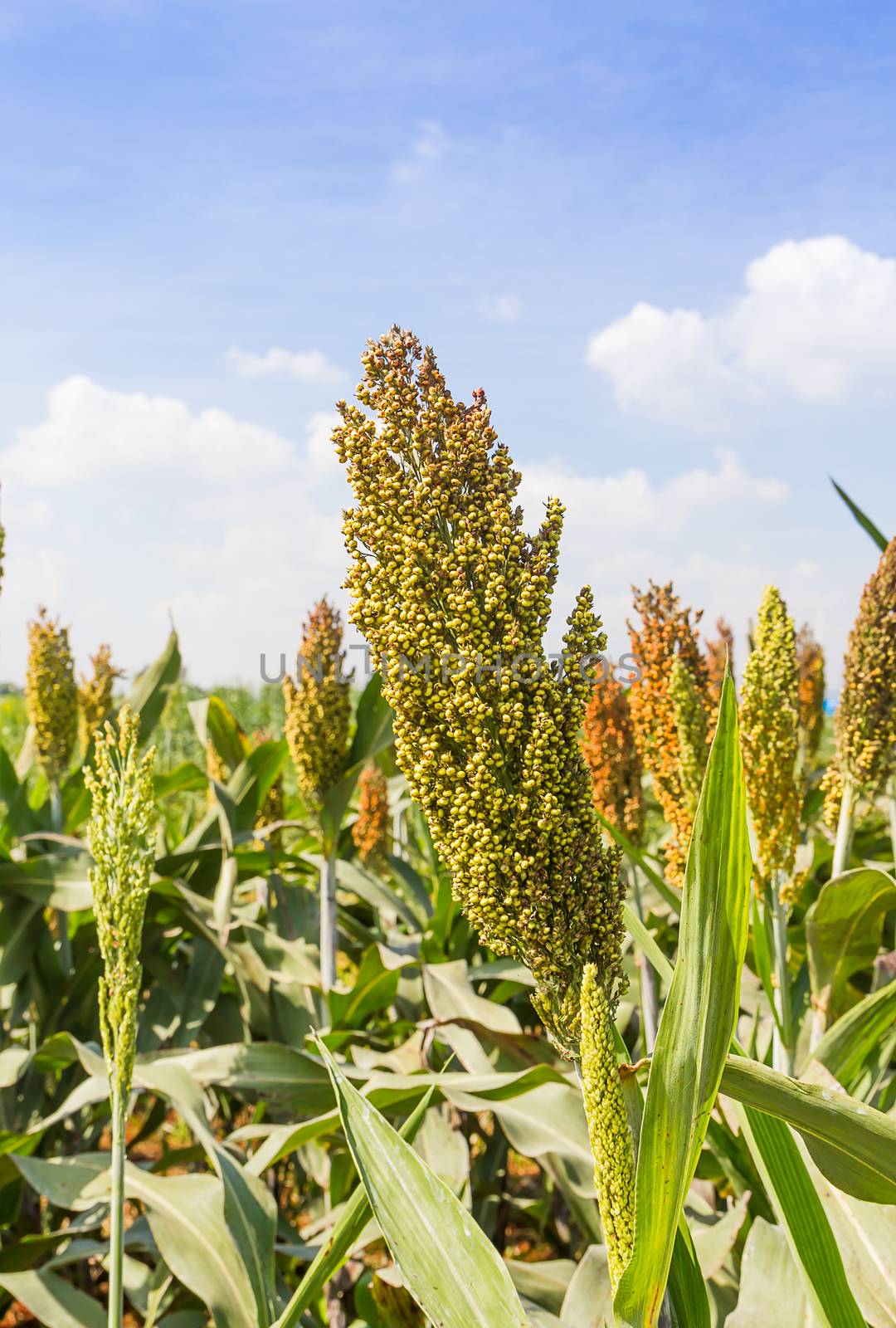 Sorghum or Millet field with blue sky background