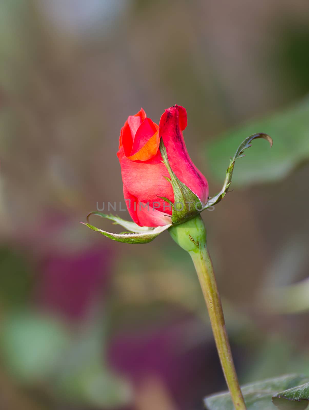 Red rose flower blooming in the garden