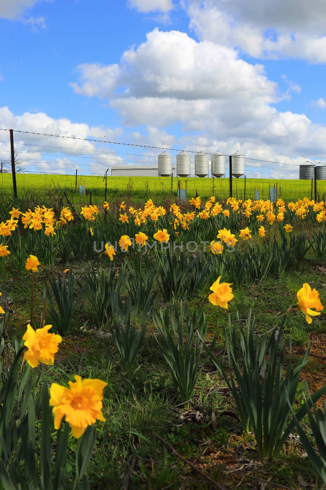 Farm siloss, crops and daffodils on a pretty spring morning. Australia