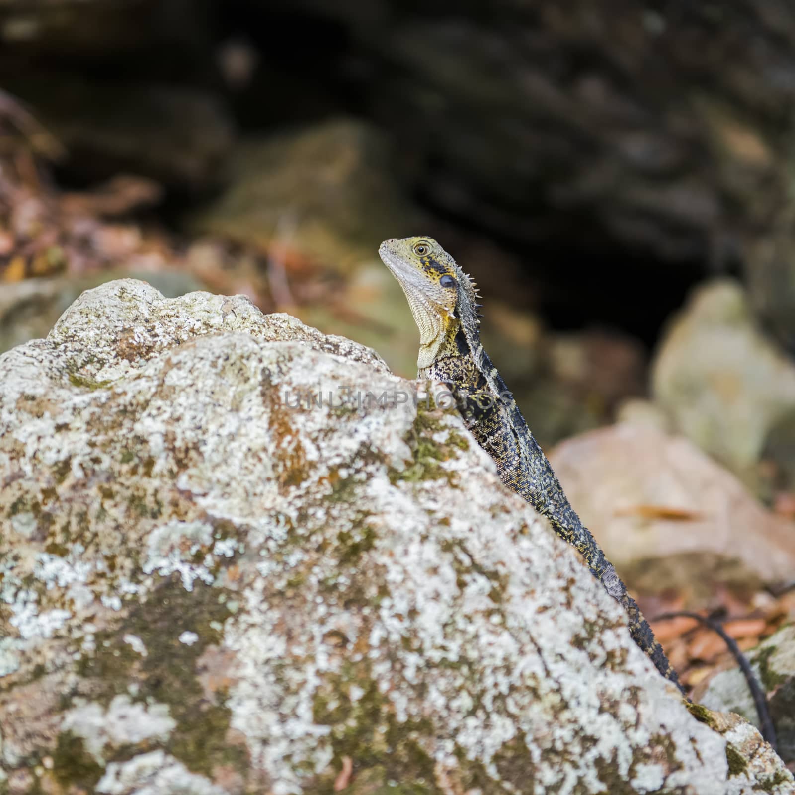 Water Dragon resting on a rock in the late afternoon.