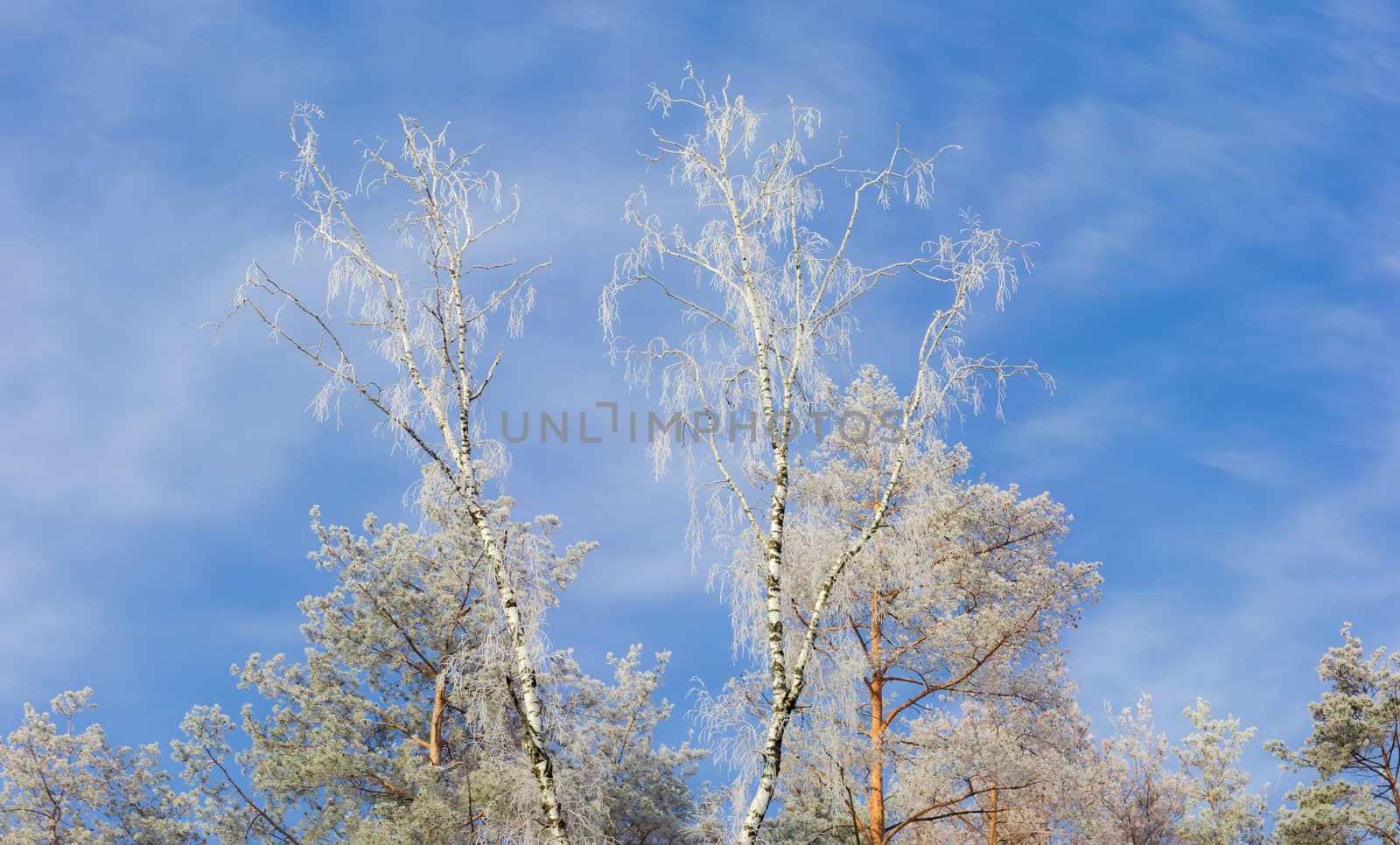 Top part of several birches and pines covered with frost on background of sky with clouds in winter morning
