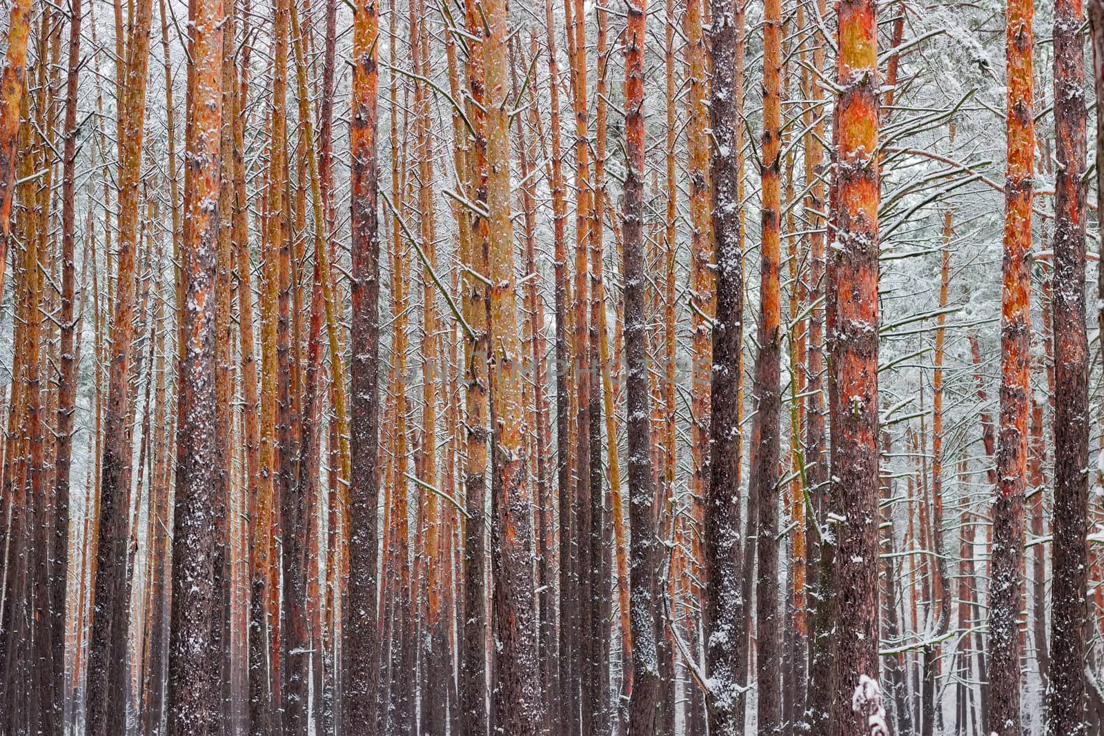 Background of the tree trunks covered with snow in the winter pine forest after a snowfall in a cloudy day
