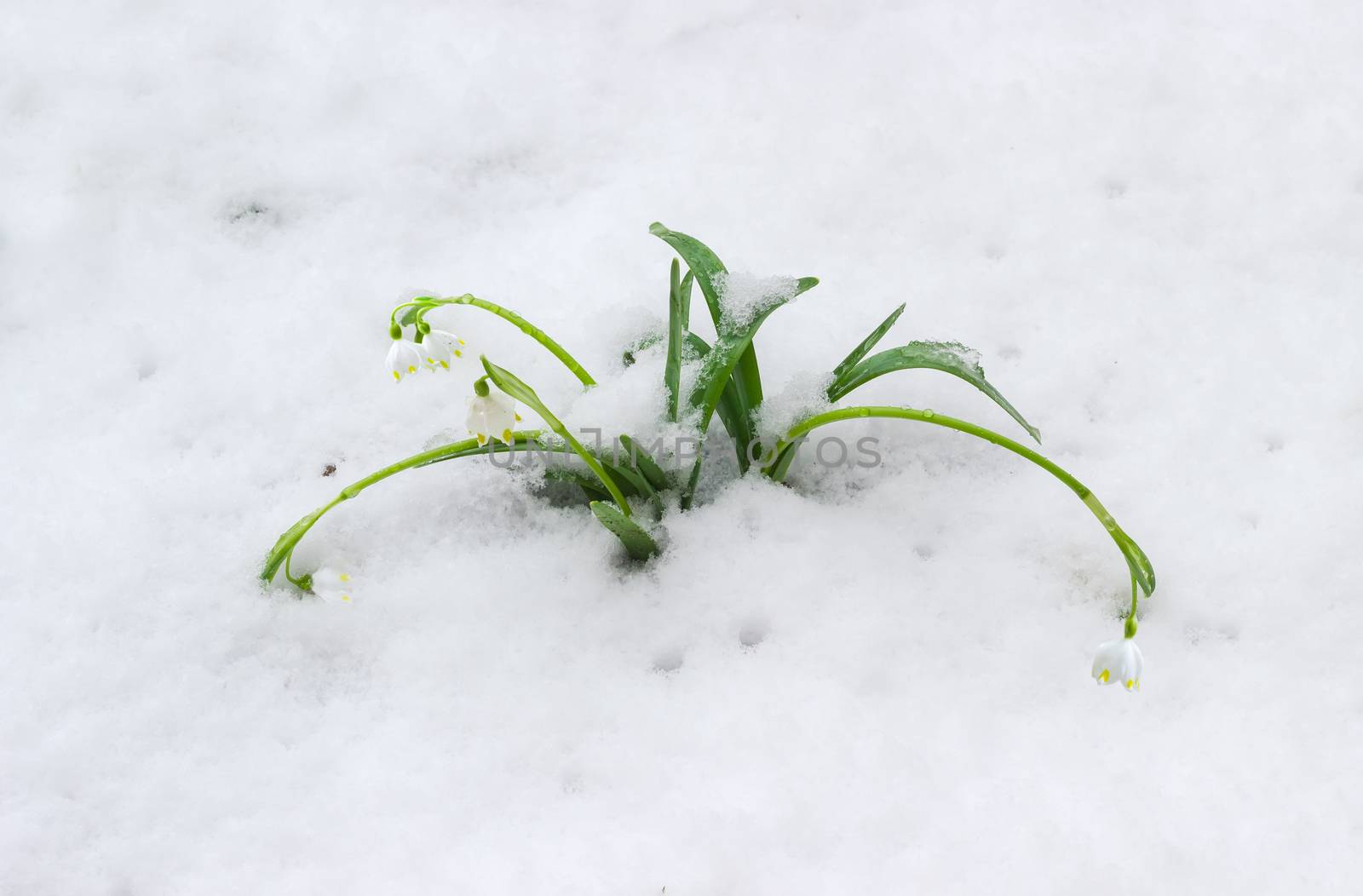 Fascicle of the flowering snowdrops sprinkled with newly-fallen snow early spring
