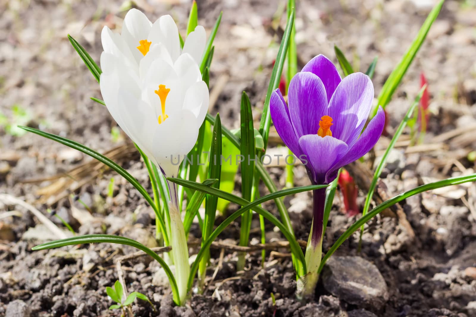 Two purple and one white flowers of the crocus vernus closeup
