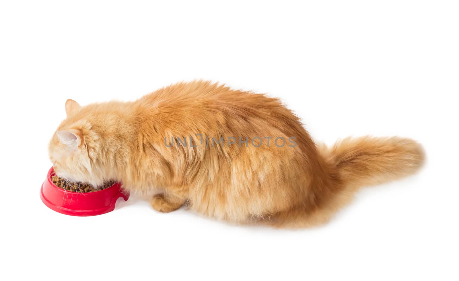 Red cat, eat pelleted dry cat food from a red plastic bowl on a light background
