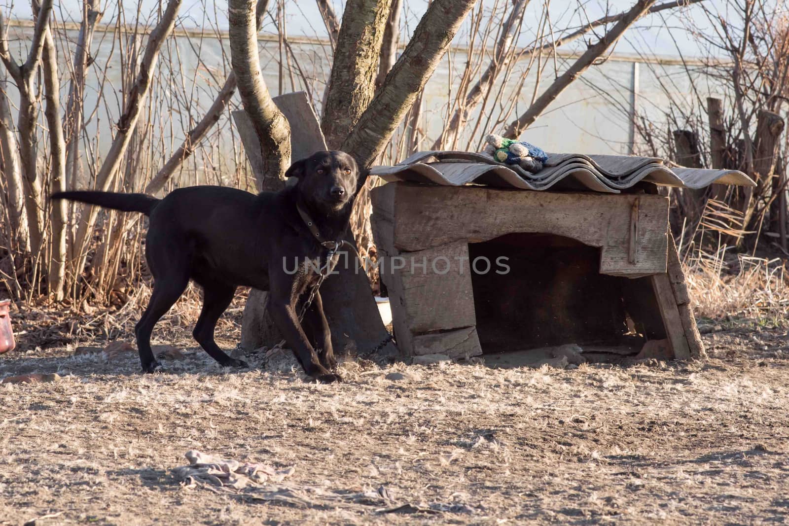 Very cute black puppies. Beautiful puppies. little puppies.