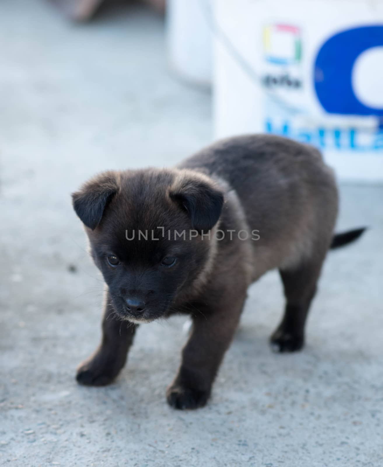 Very cute black puppies. Beautiful puppies. little puppies.