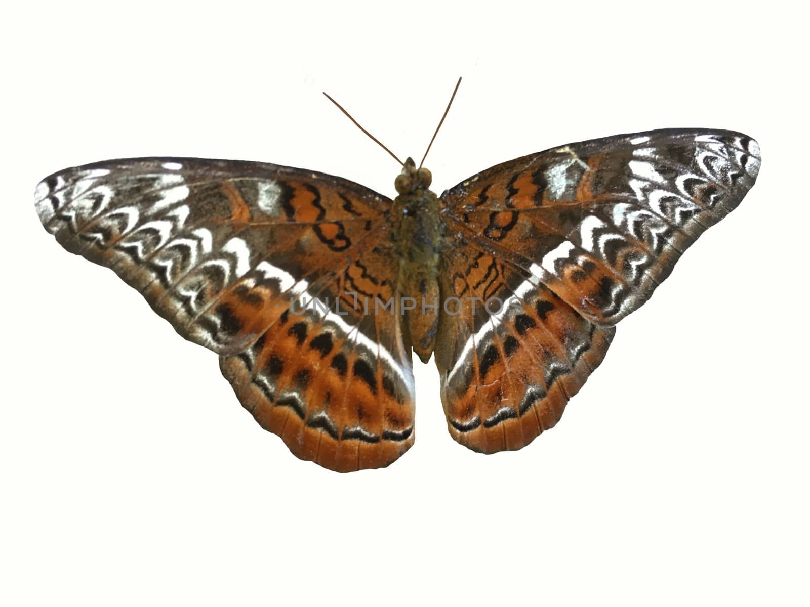 Close up of Nymphalidae a family of lepdoptera butterfly isolated on white background.