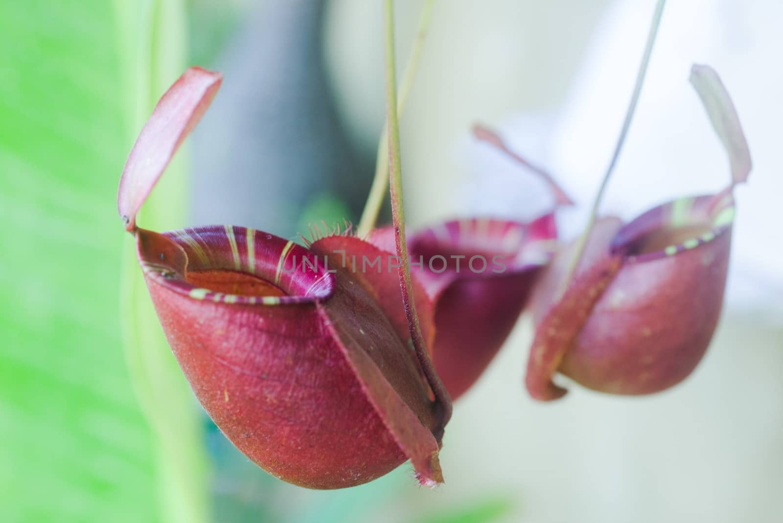 Closeup of tropical pitchers plant of monkey cup. Background of nepenthe villosa.