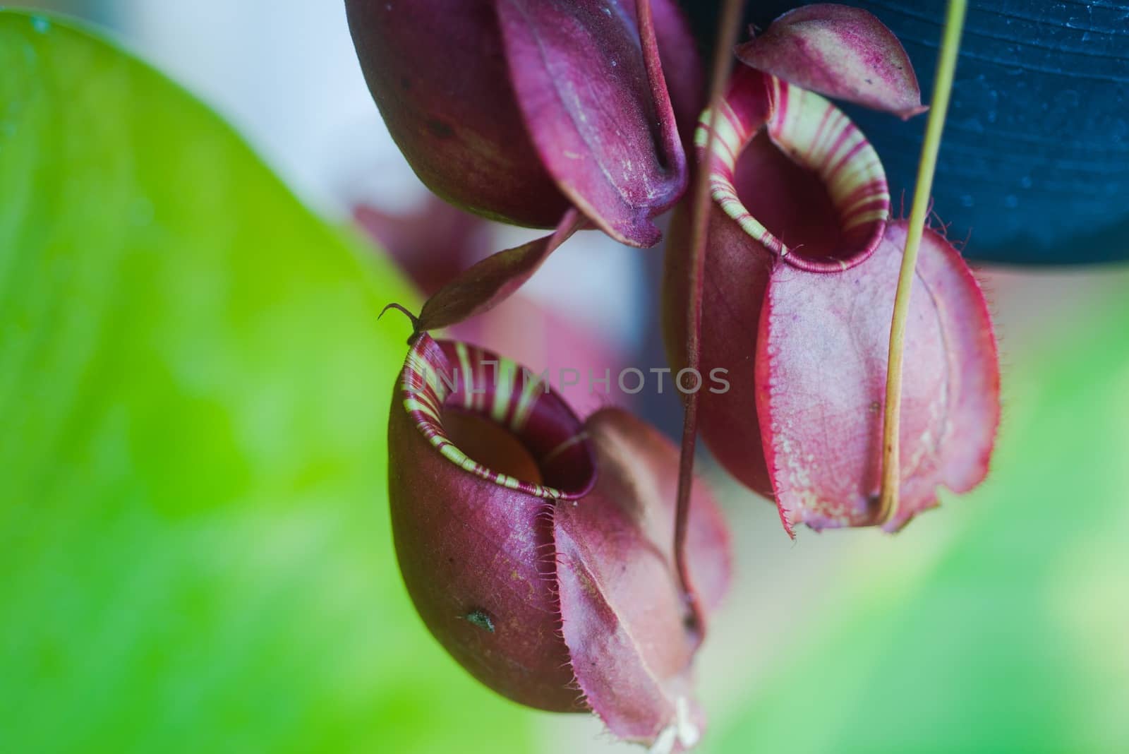 Closeup of tropical pitchers plant of monkey cup. Background of nepenthe villosa.