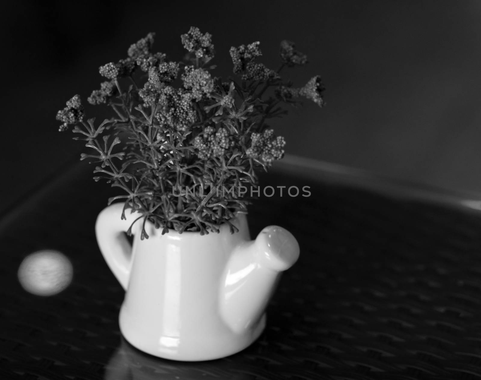 BLACK AND WHITE PHOTO OF SMALL PLANT POTTED IN WATERING POT ON TABLETOP