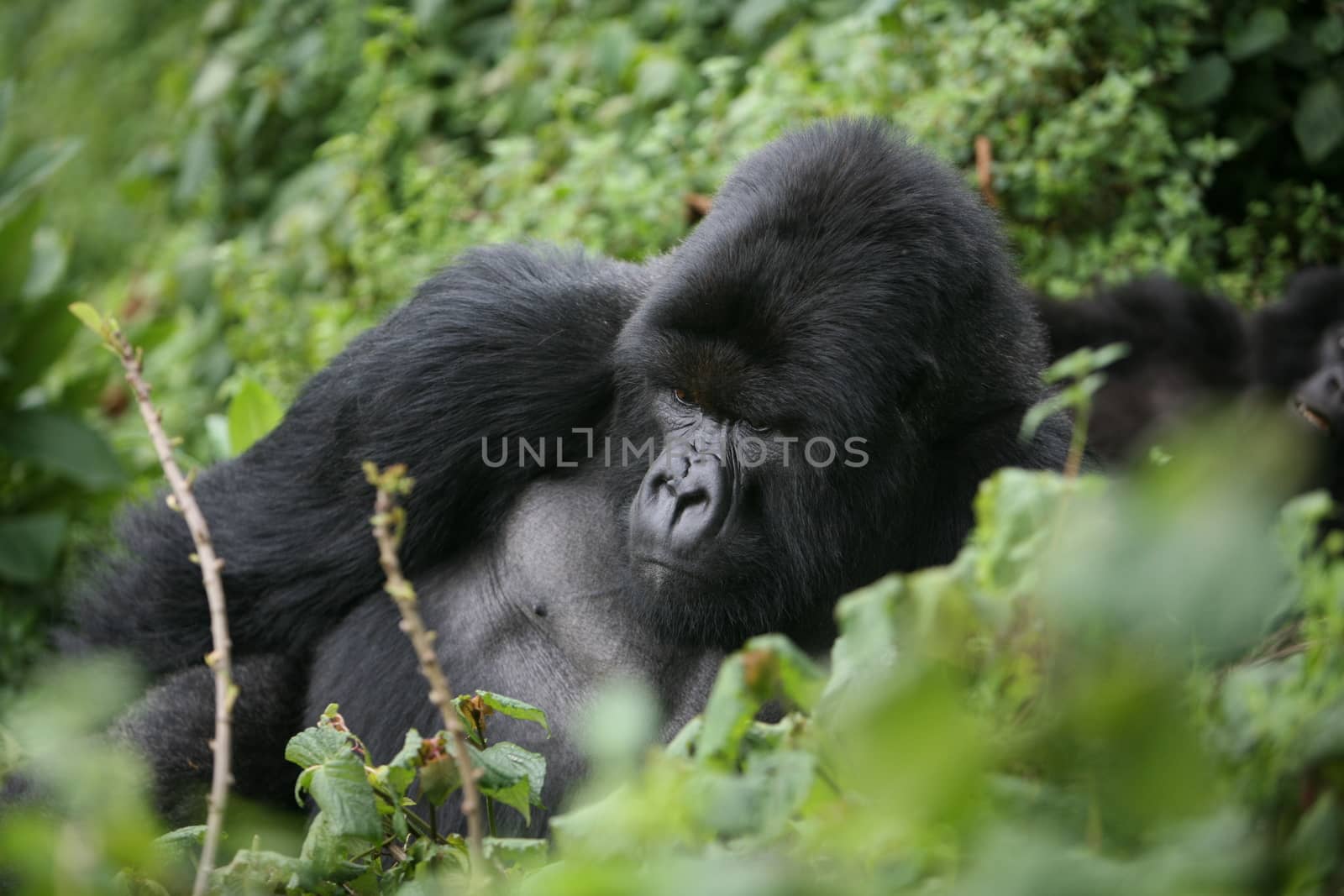 Wild Gorilla animal Rwanda Africa tropical Forest by desant7474