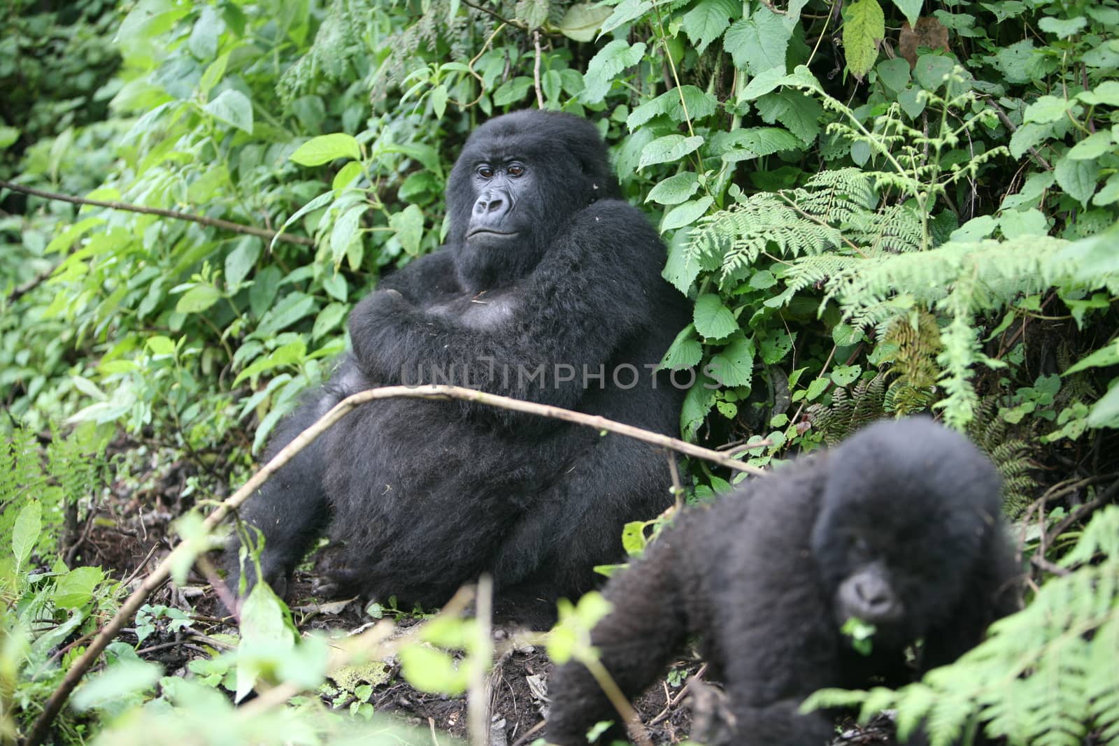 Wild Gorilla animal Rwanda Africa tropical Forest