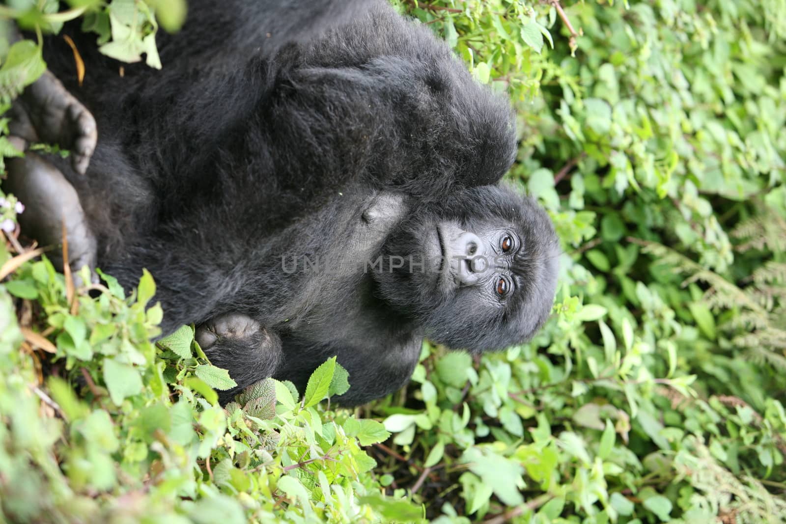 Wild Gorilla animal Rwanda Africa tropical Forest