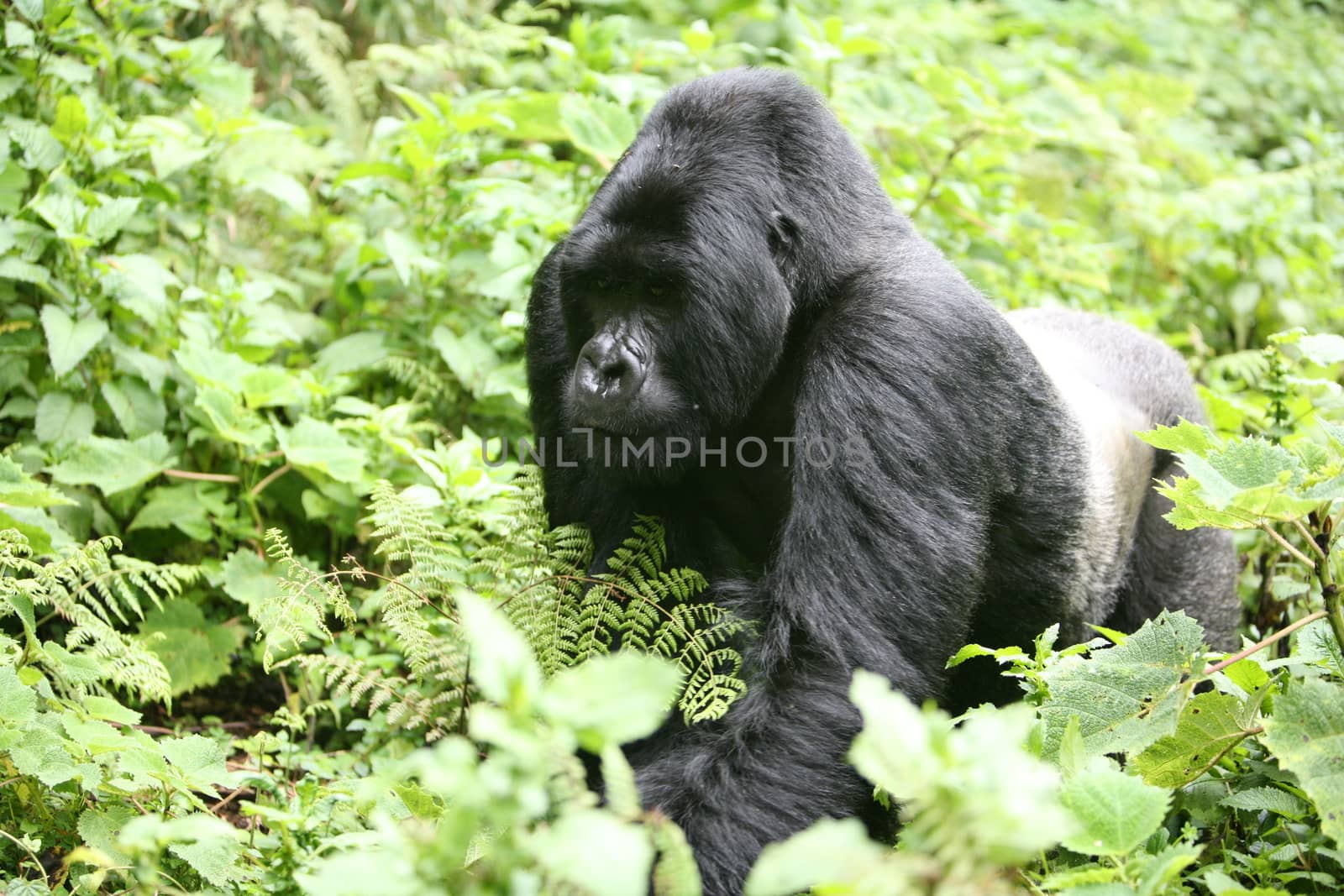 Wild Gorilla animal Rwanda Africa tropical Forest by desant7474