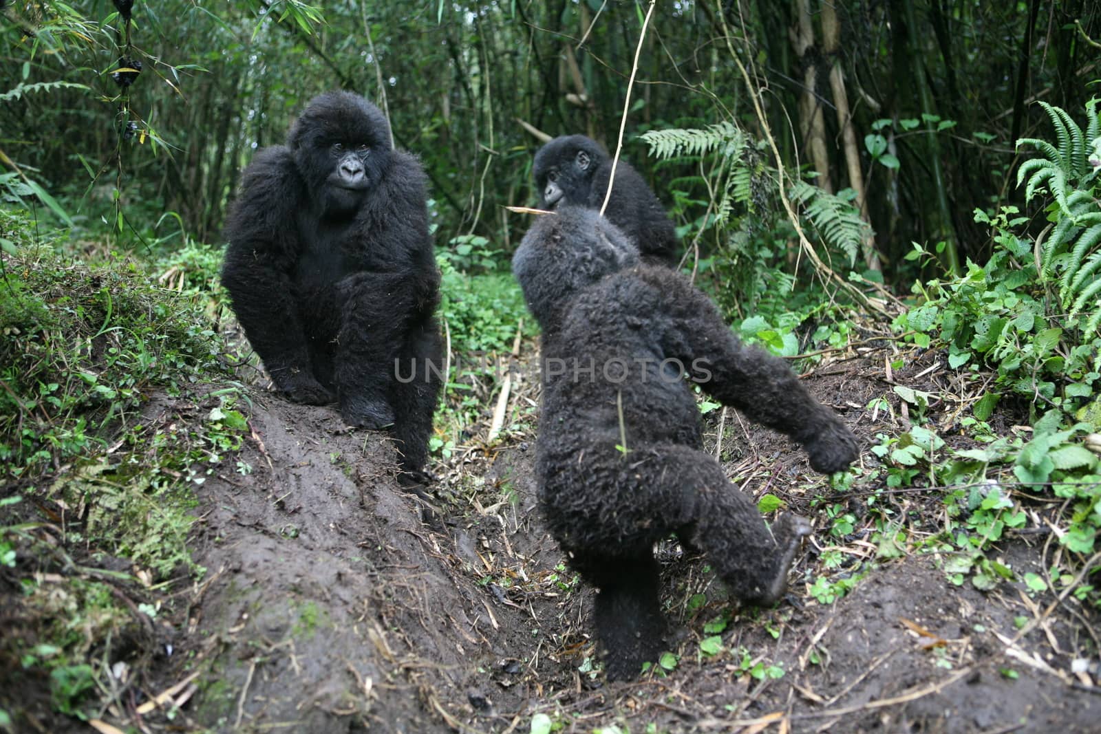 Wild Gorilla animal Rwanda Africa tropical Forest