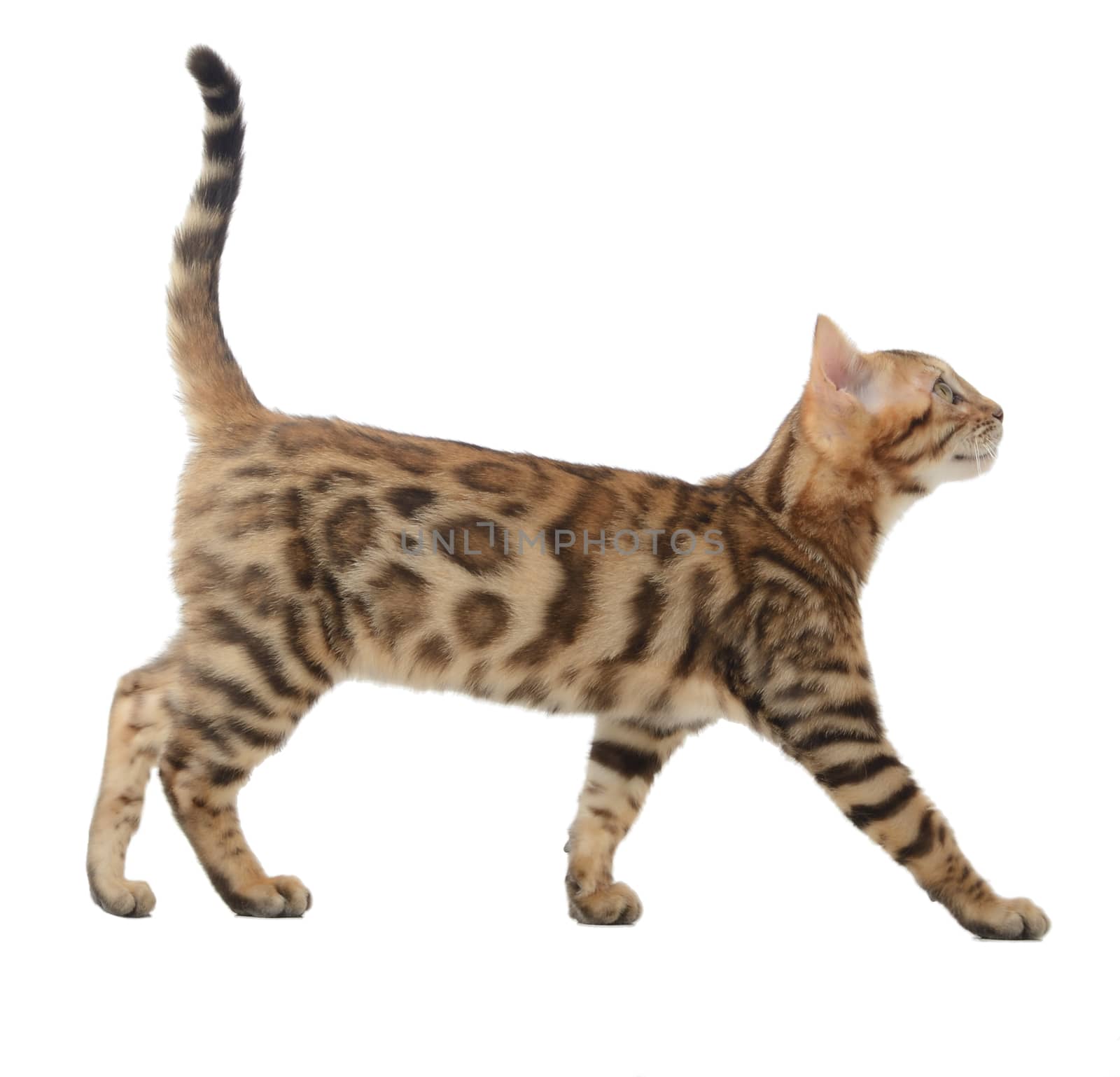 Side view of a bengal cat walking and looking up into a copy space isolated on a white background