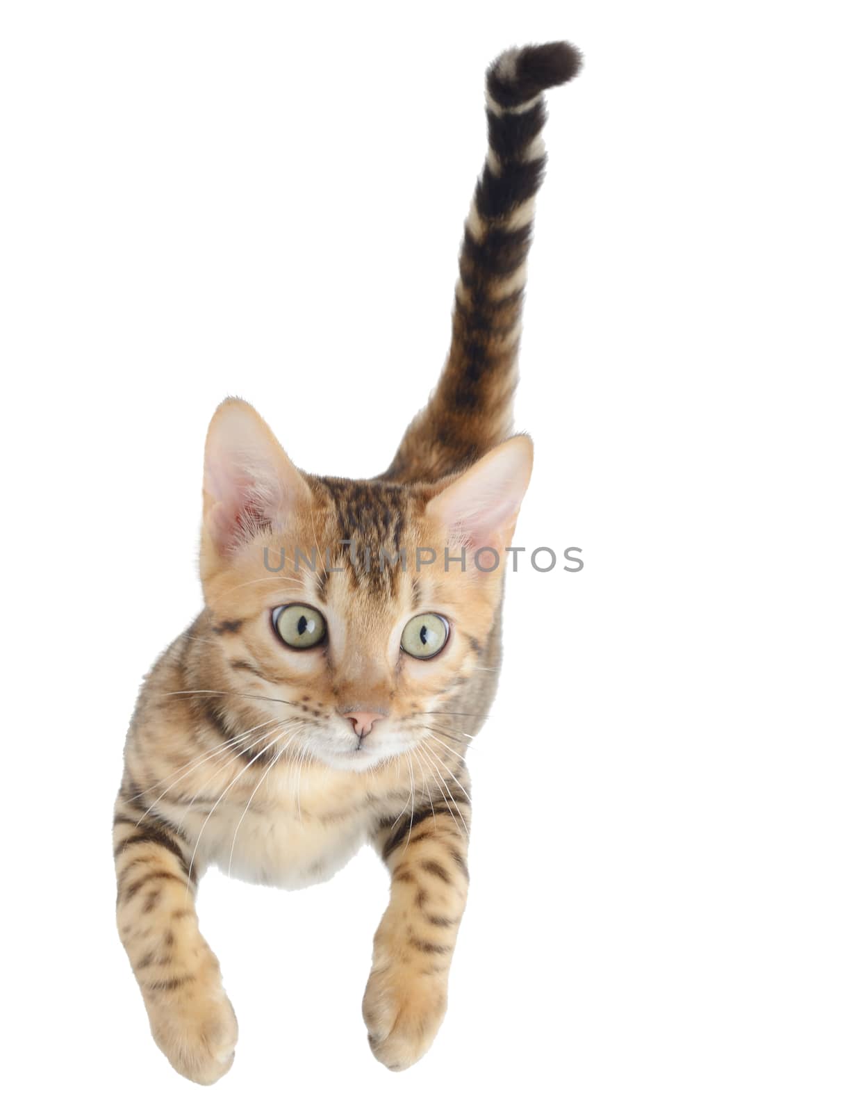 Flying or jumping kitten cat isolated on white by hyrons