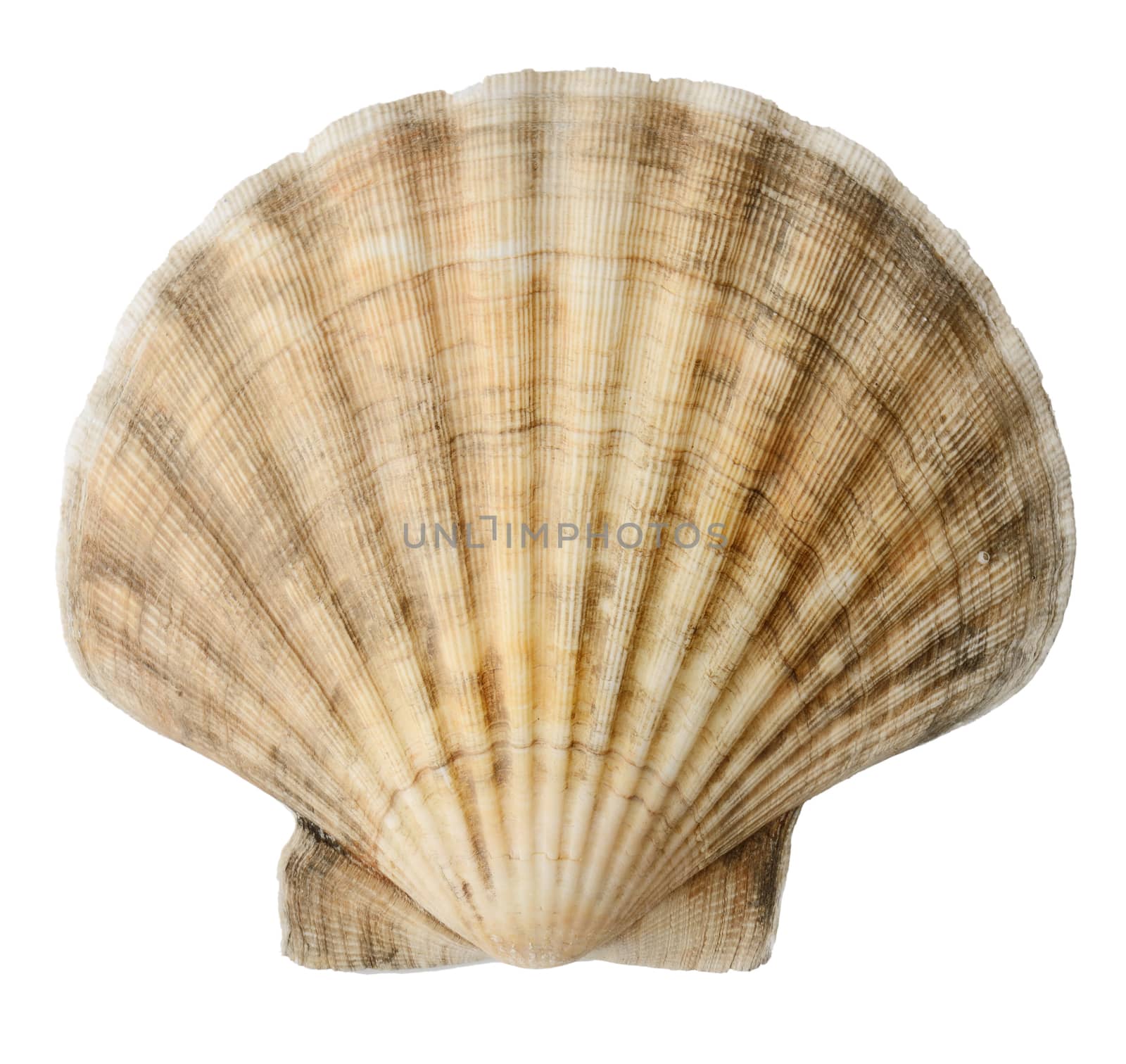 Close up of ocean shell isolated on white background by hyrons