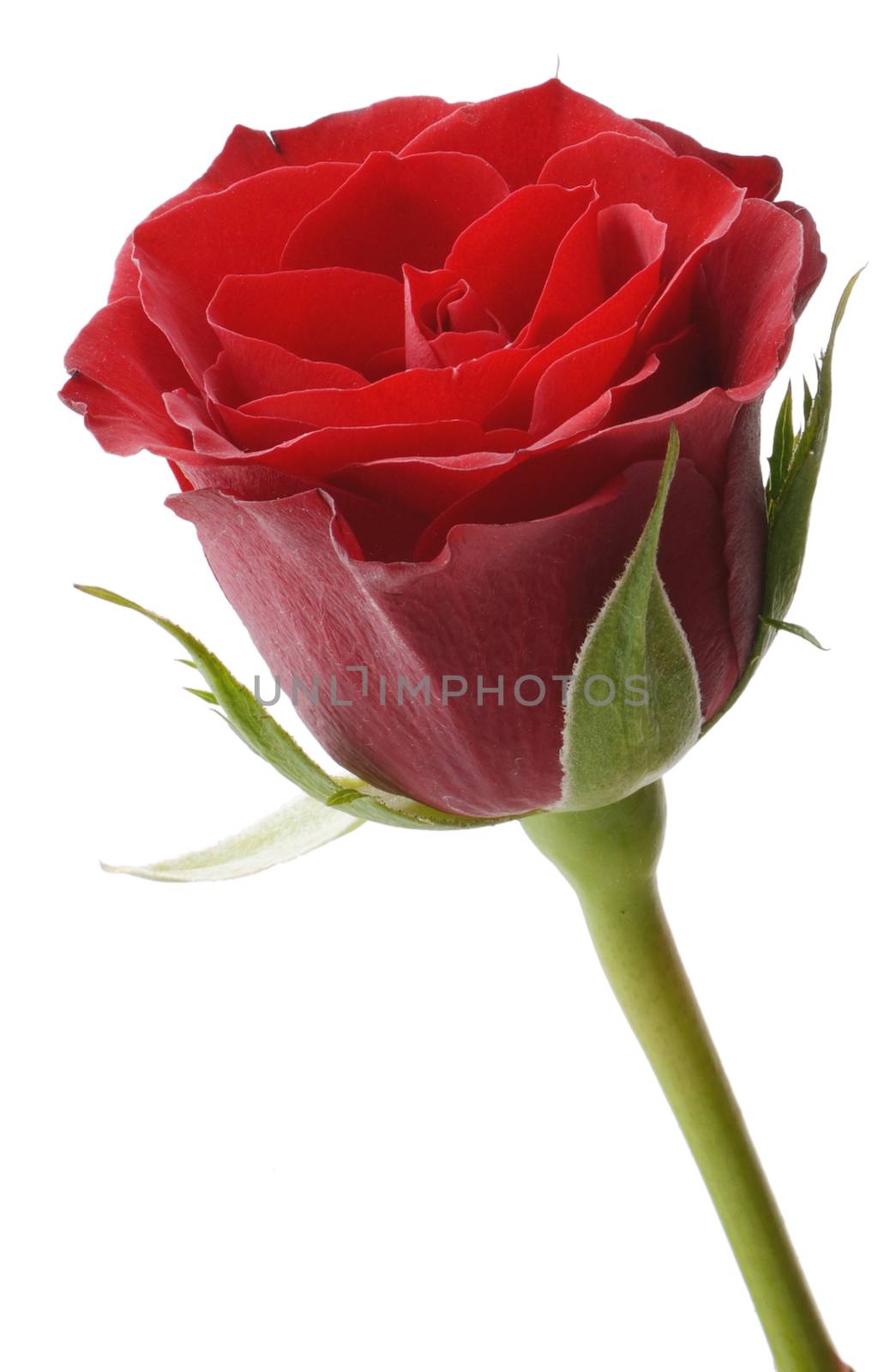 Red rose isolated on white background by hyrons