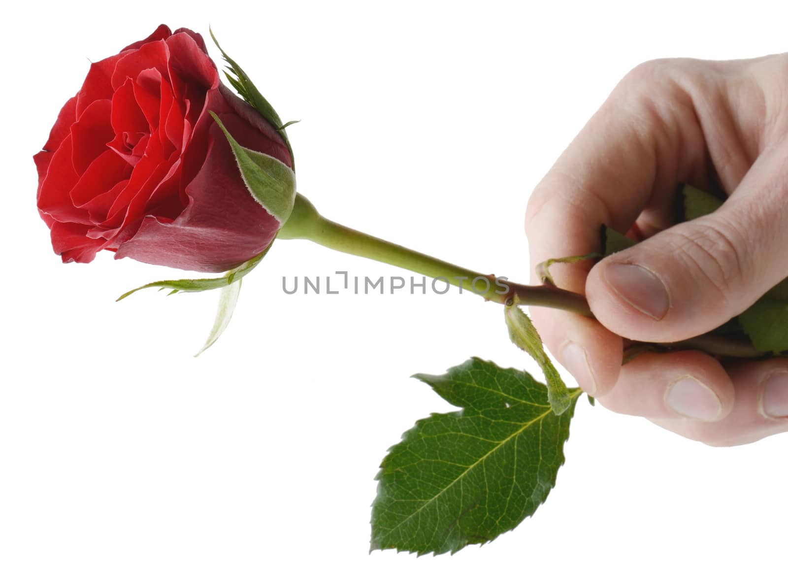 handing a rose as a representation of love to someone