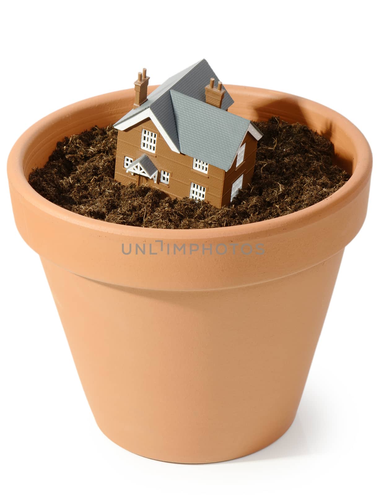 Concept of housing growth in a plat pot isolated on a white background