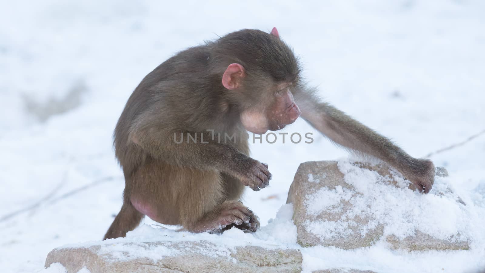 Macaque monkey searching food in it's natural habitat