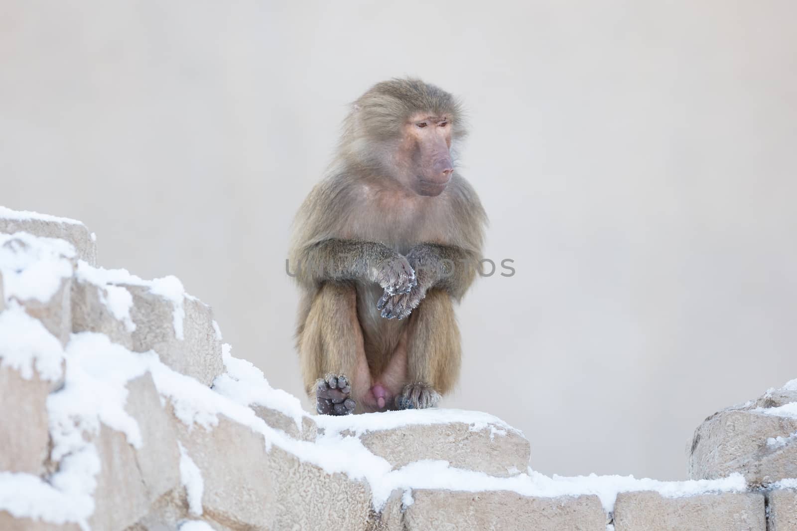 Macaque monkey resting by michaklootwijk