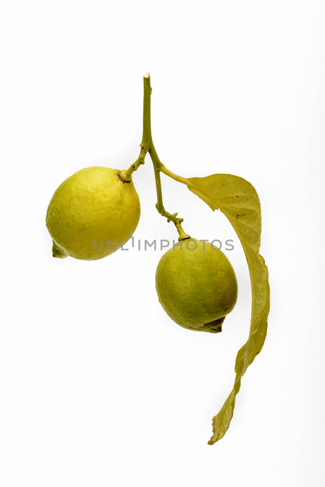 Branch with leaves and fruits with two lemons. White background.