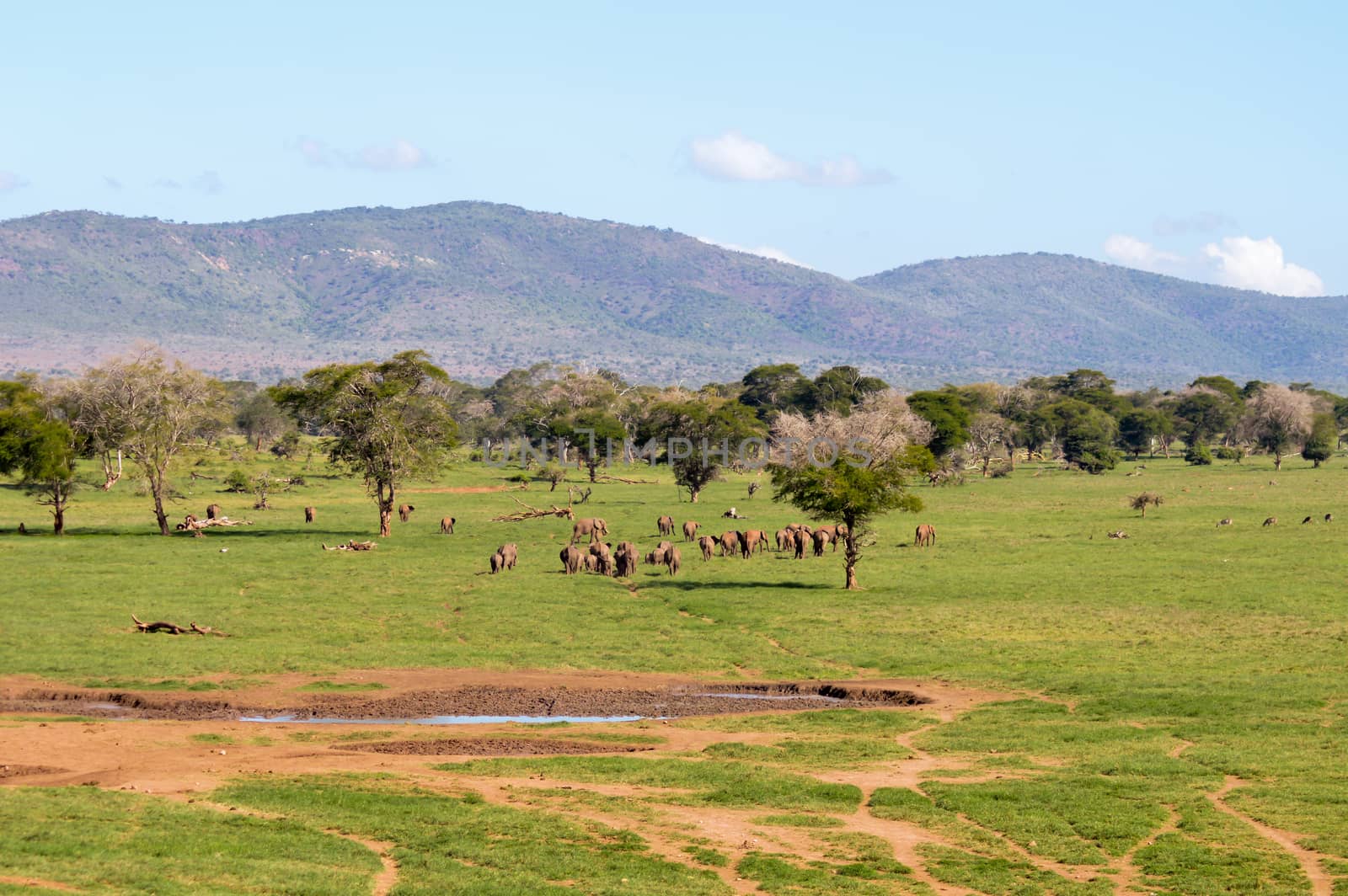 Herd of elephants leaving a water point in West Tsavo Park in Kenya