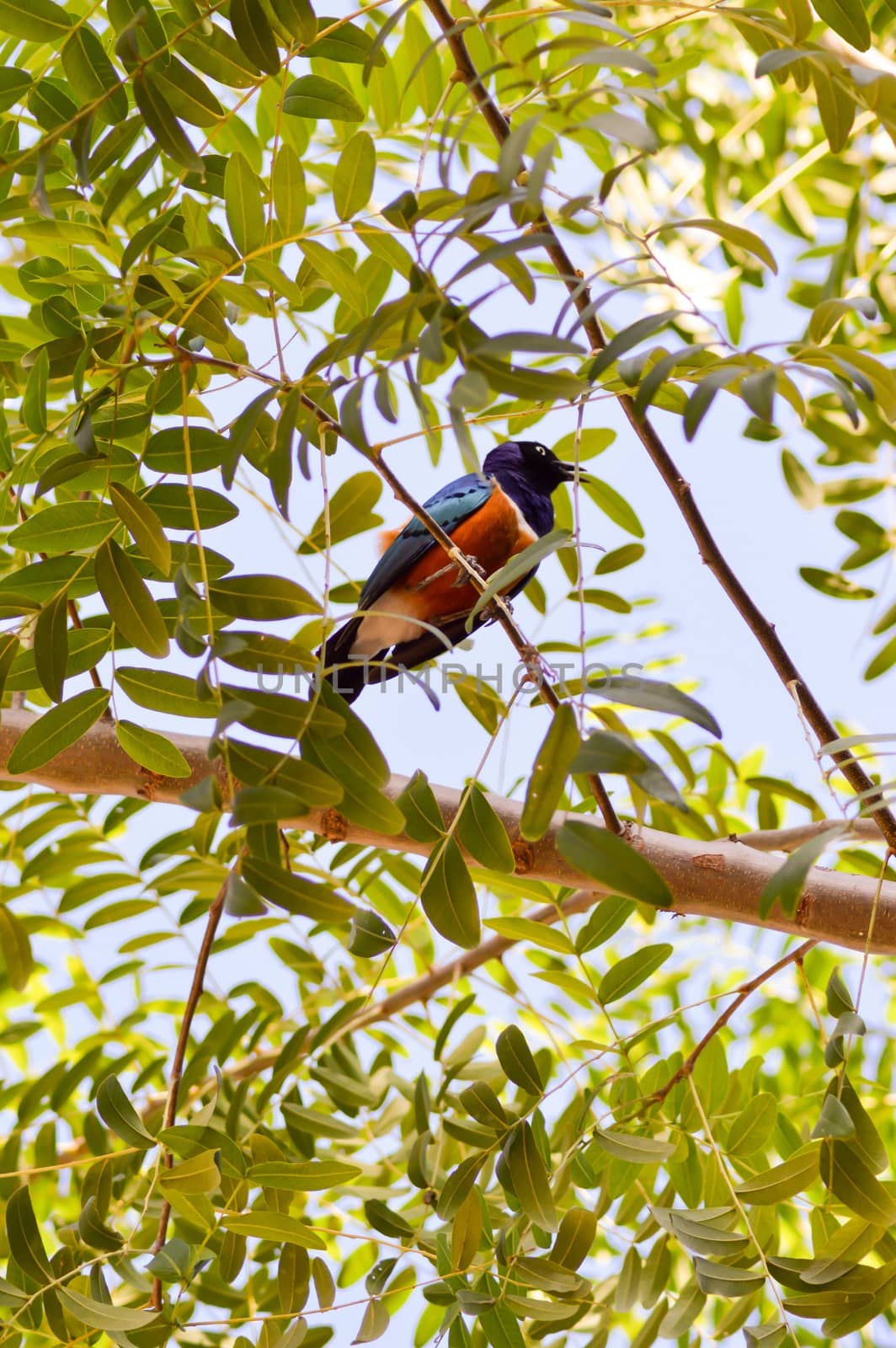 Roller with long strands on a tree in the savannah of Tsavo West park in Kenya