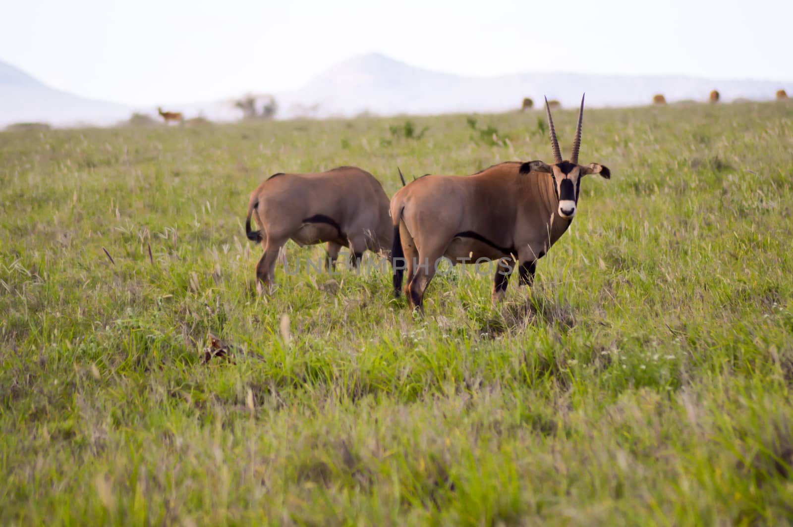 Oryx grazing in the savanna of East Tsavo Park in Kenya