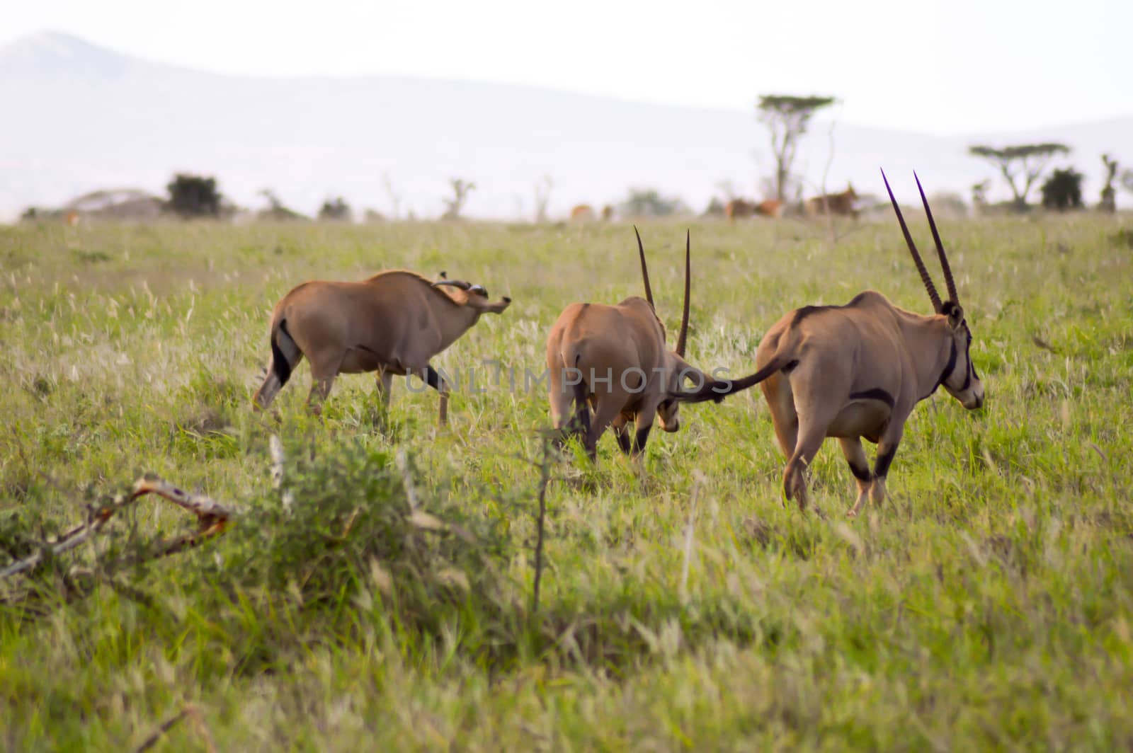 Three oryx grazing in the savanna  by Philou1000