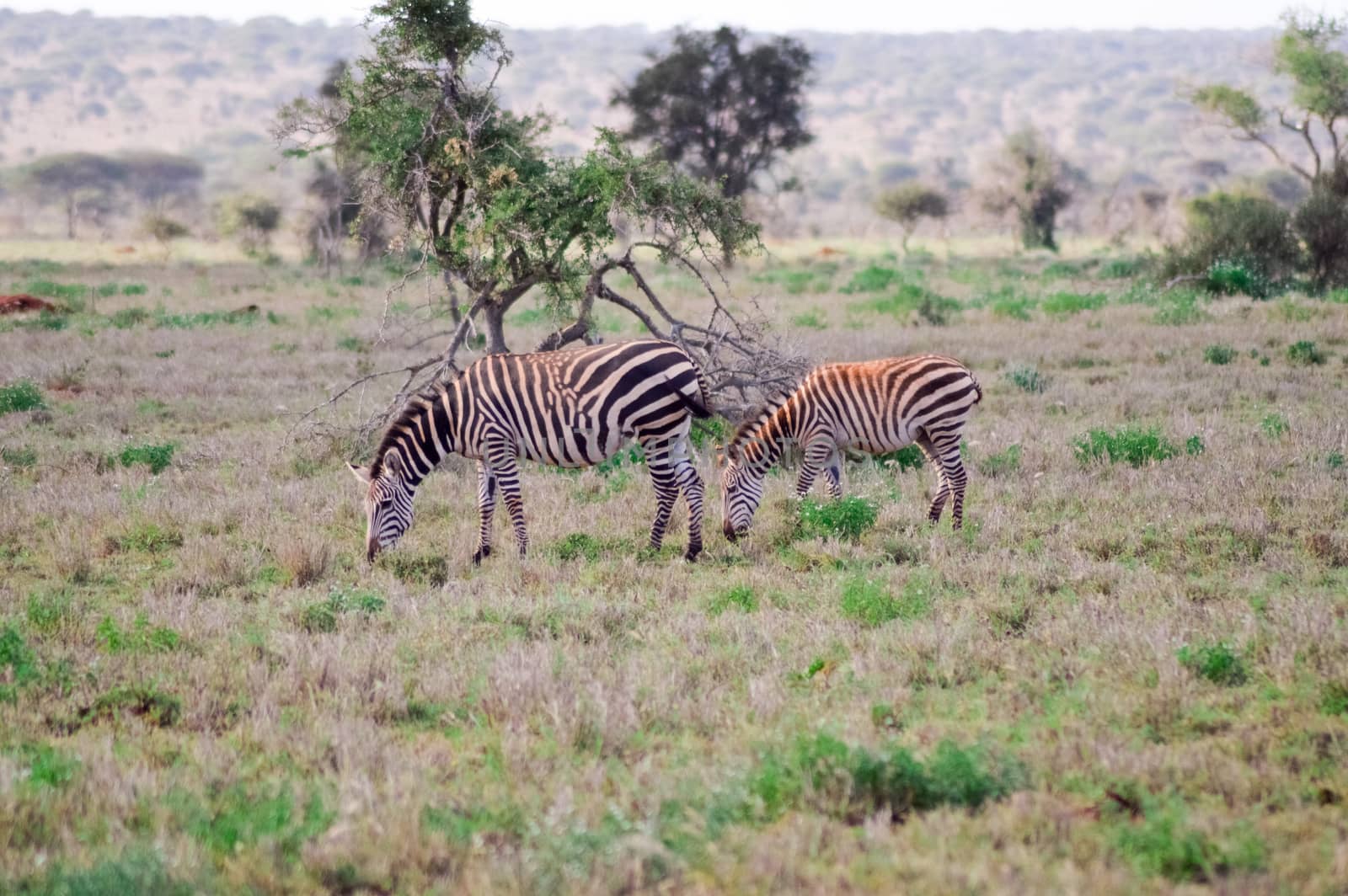 two zebras grazing in the savannah of Tsavo park is at Kenya