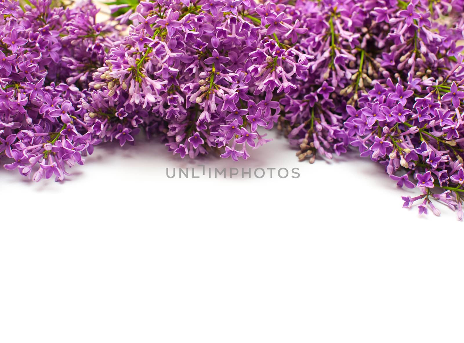 frame of lilac twigs on white background and space for text.