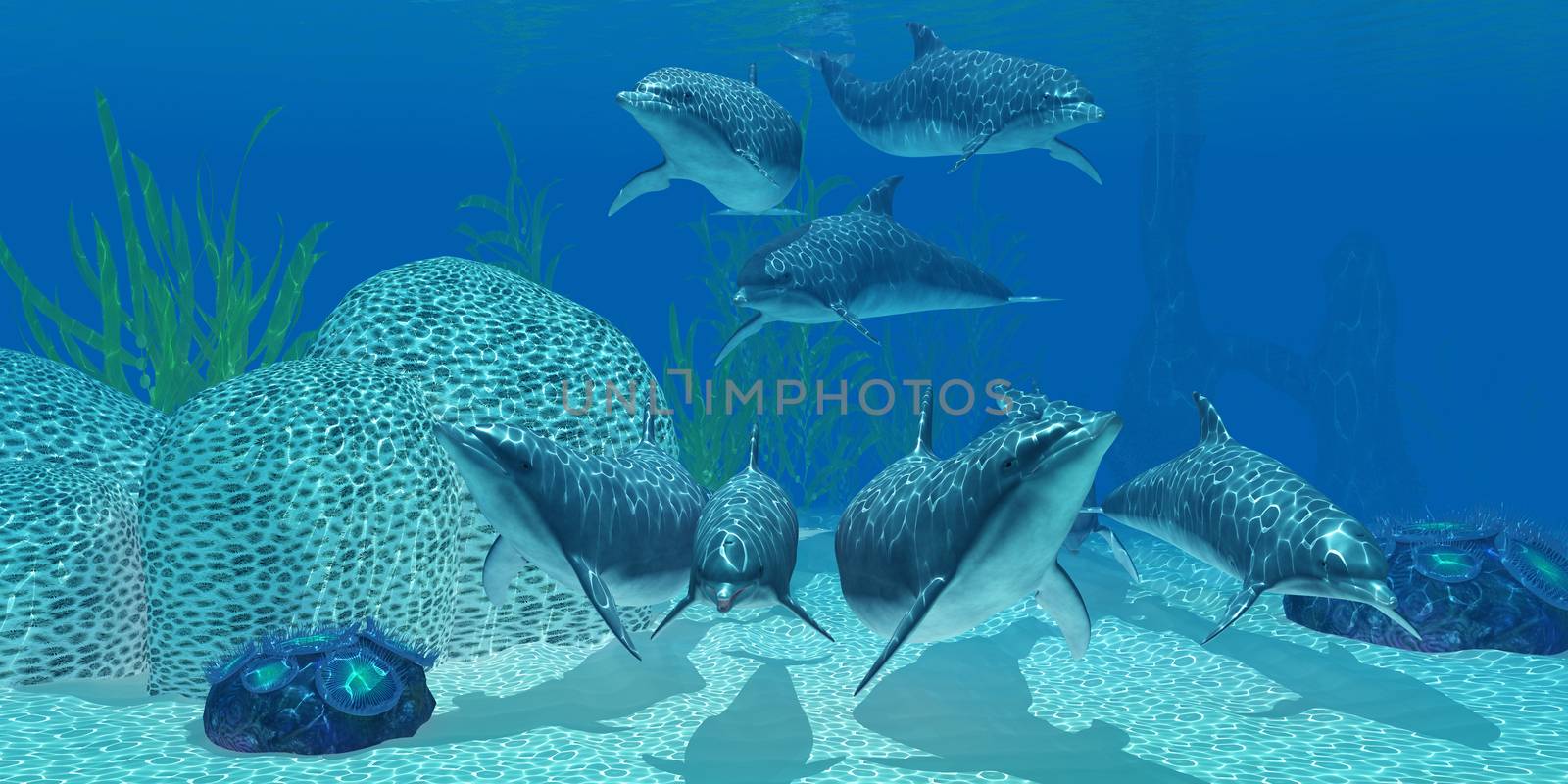 Dolphins Underwater by Catmando