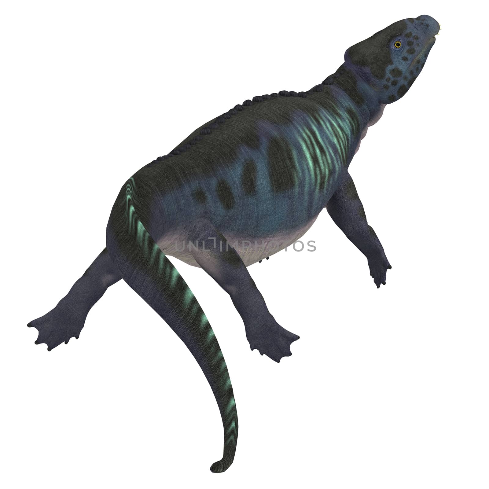 Placodus was a marine reptile that swam in the shallow seas of the Triassic Period in Europe and China.