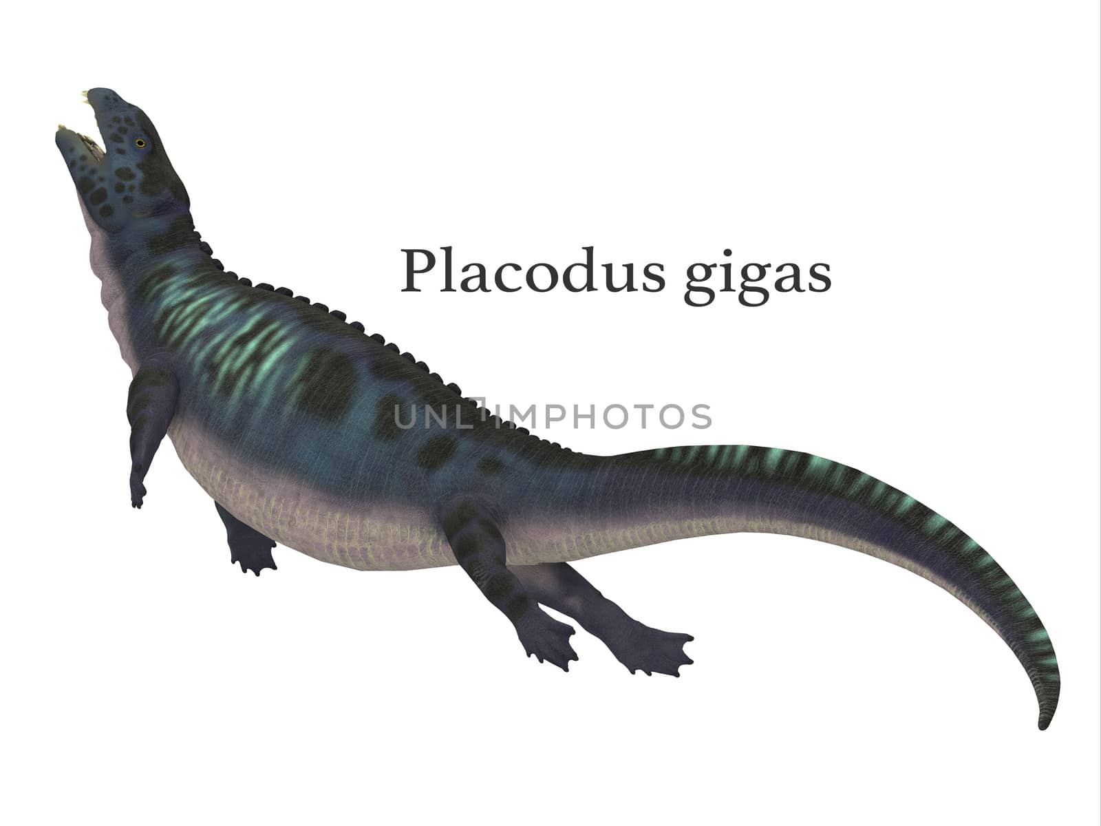 Placodus was a marine reptile that swam in the shallow seas of the Triassic Period in Europe and China.