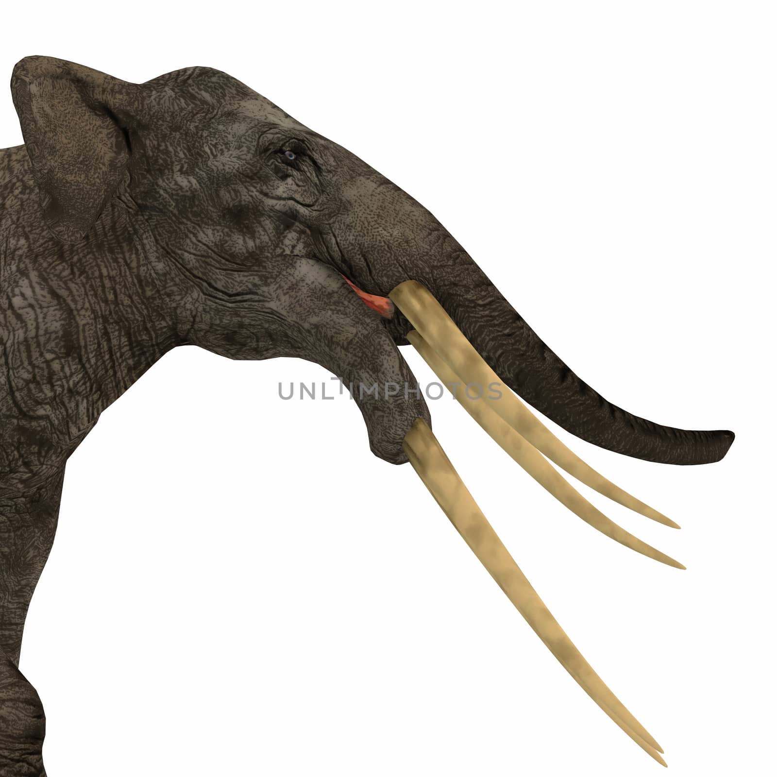Stegotetrabelodon Elephant Head by Catmando