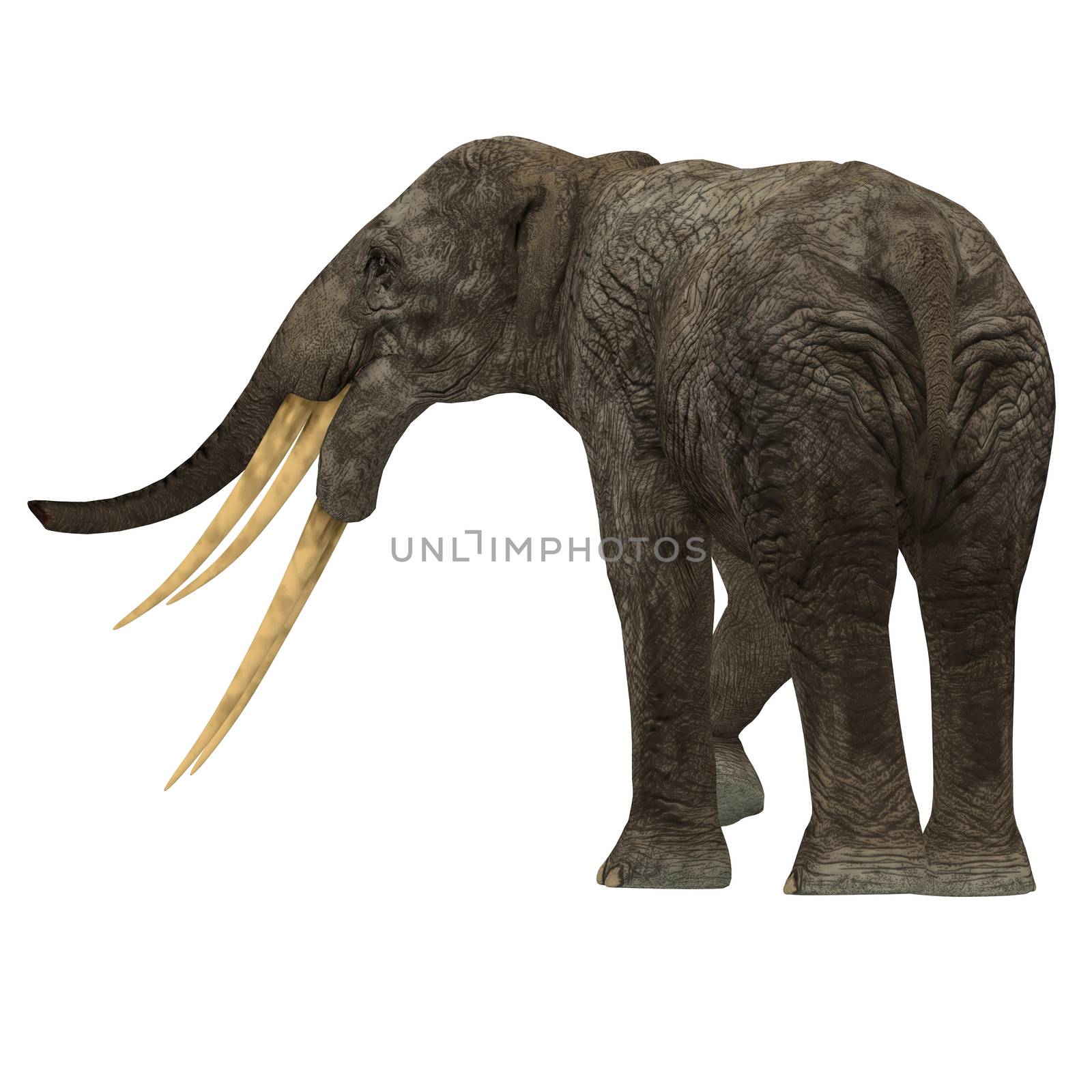 Stegotetrabelodon Elephant Tail by Catmando
