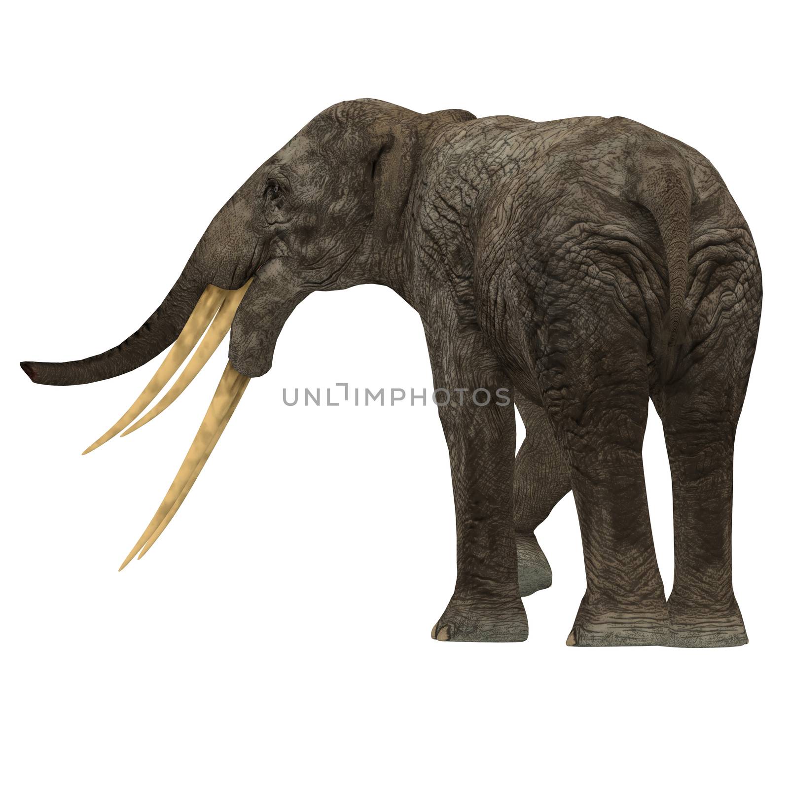 Stegotetrabelodon was an elephant that lived in the Miocene and Pliocene Periods of Africa and Eurasia.