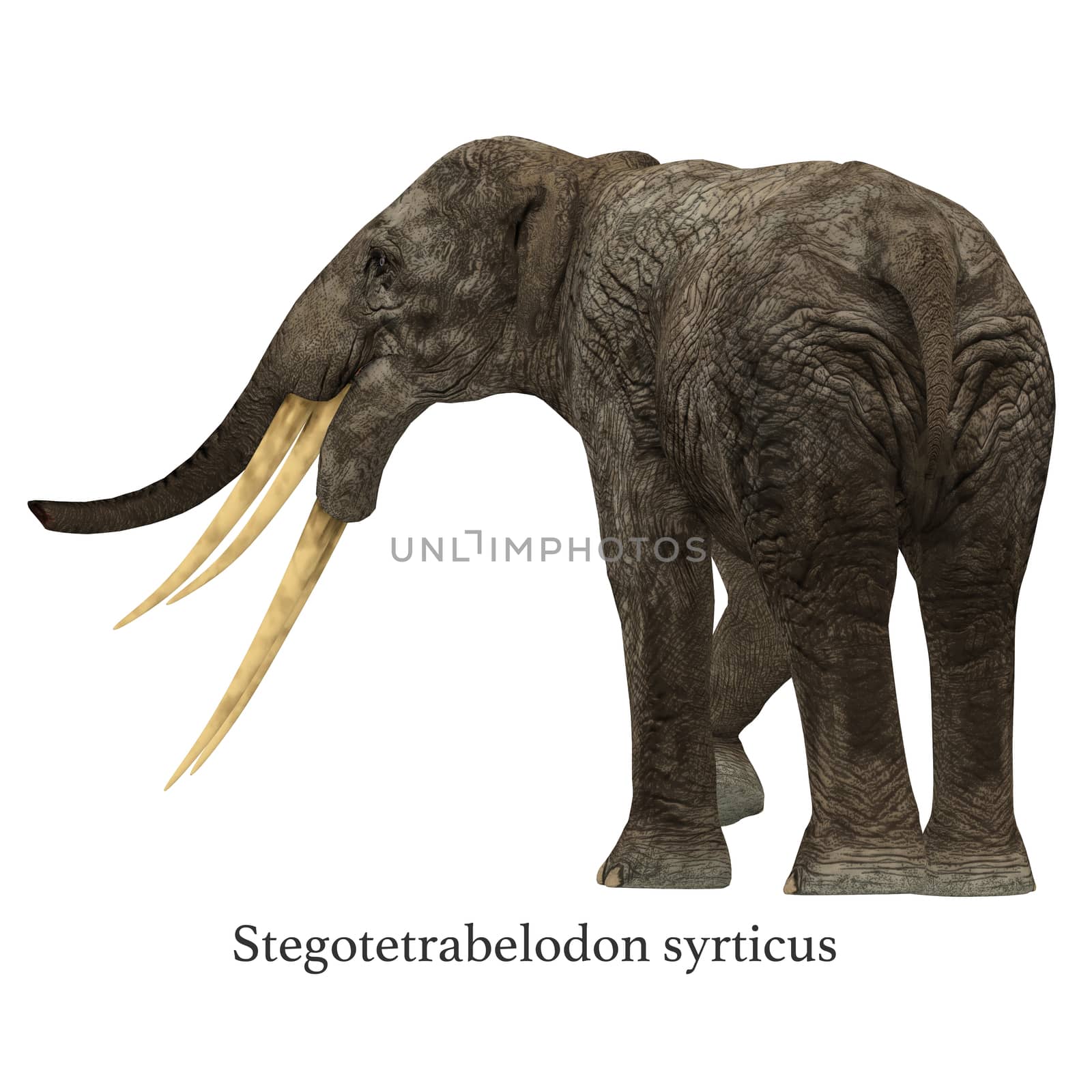 Stegotetrabelodon was an elephant that lived in the Miocene and Pliocene Periods of Africa and Eurasia.