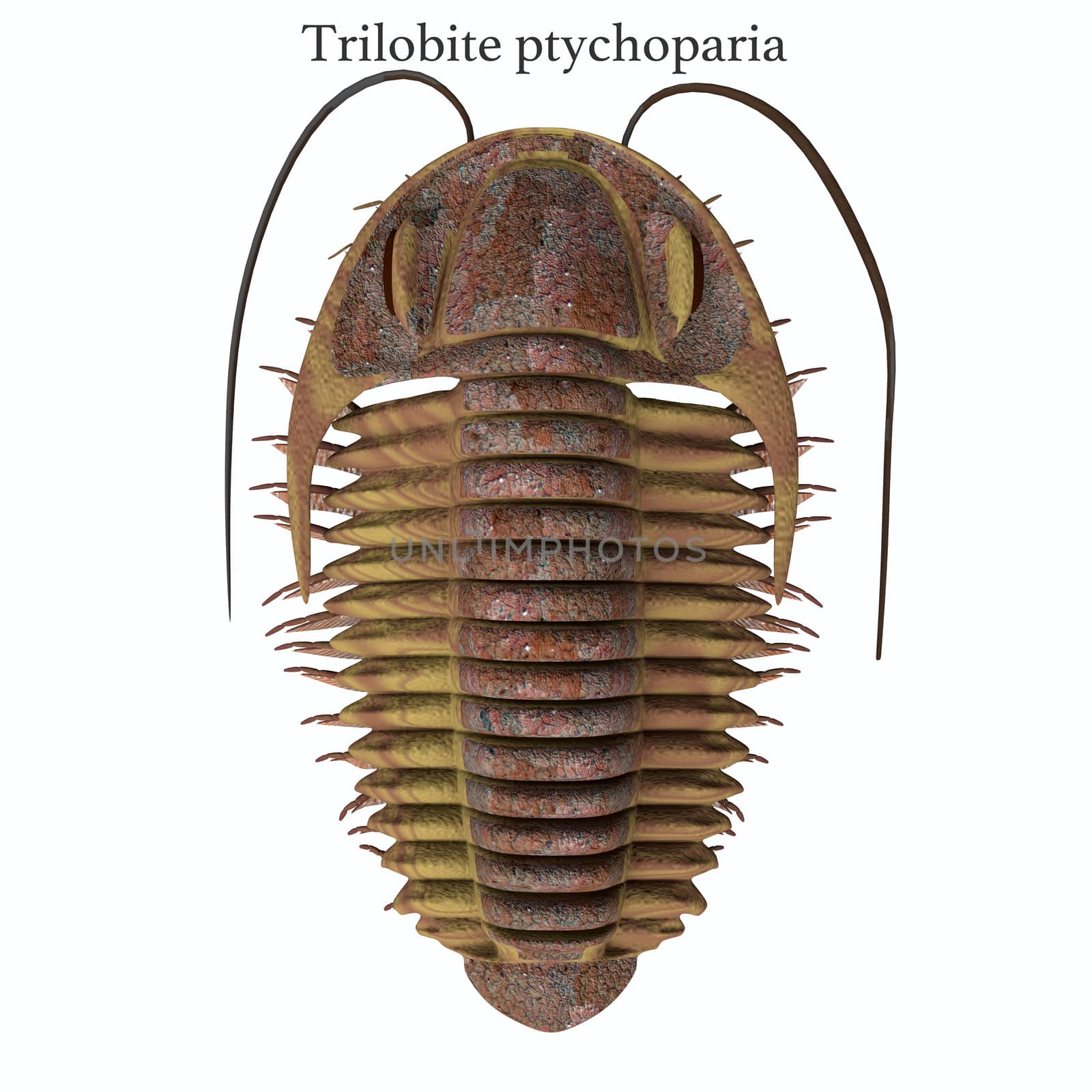 Trilobite ptychoparia animal lived in the Cambrian seas of Eurasia and North America.