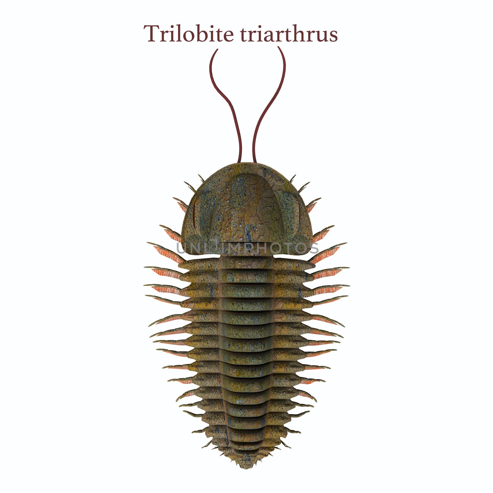 Trilobite triarthrus and Font by Catmando
