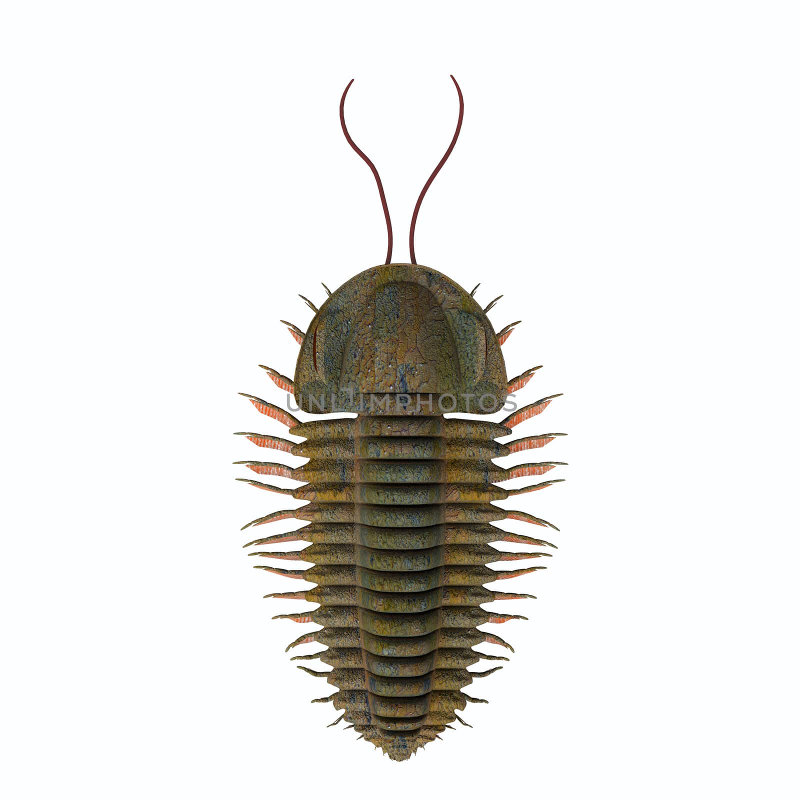 Trilobite triarthrus animal lived in the Cambrian seas of Canada and North America in the Paleozoic Era.