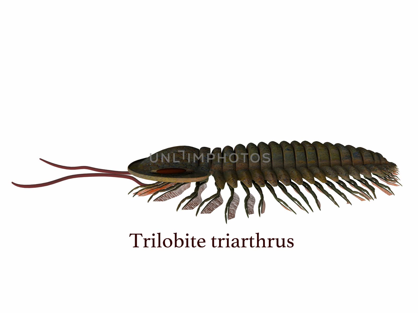 Trilobite triarthrus animal lived in the Cambrian seas of Canada and North America in the Paleozoic Era.