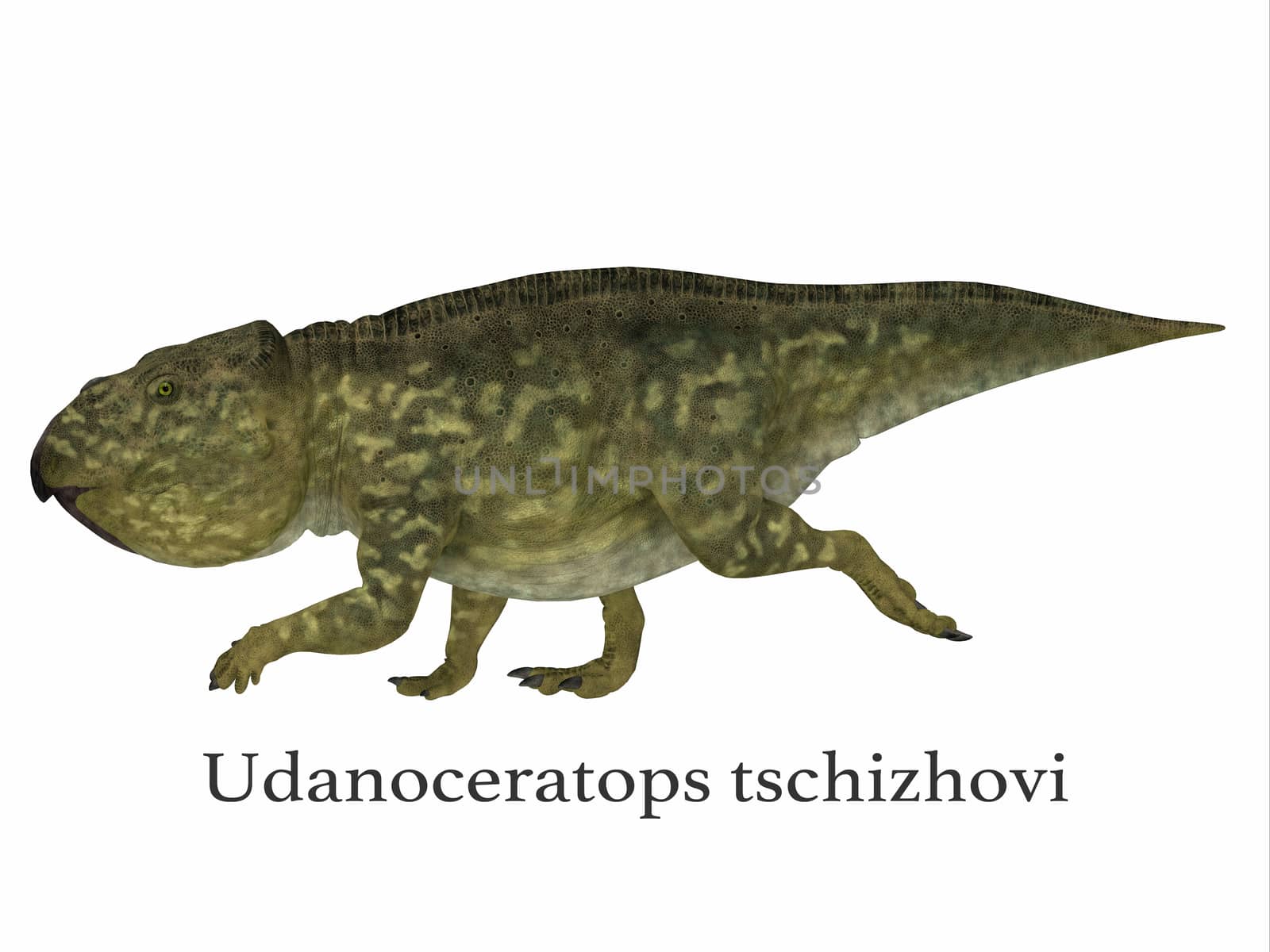 Udanoceratops Dinosaur with Font by Catmando