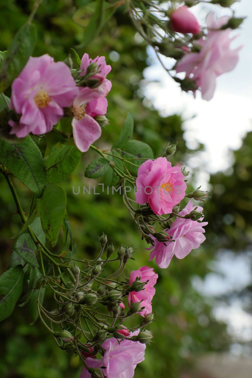 Beautiful fence of a home at Dalat, Vietnam, Climbing roses trellis front of the house, bunch of pink flower with green leaf from rosebush make nice view. Da Lat is city of flower for Viet Nam tourism