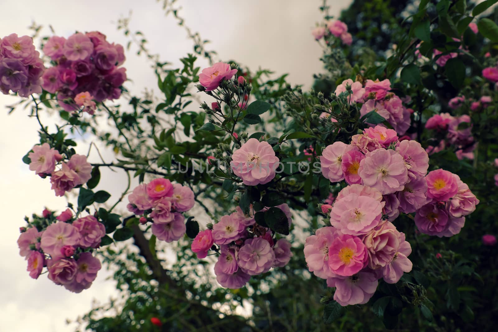 Beautiful fence of a home at Dalat, Vietnam, Climbing roses trellis front of the house, bunch of pink flower with green leaf from rosebush make nice view. Da Lat is city of flower for Viet Nam tourism