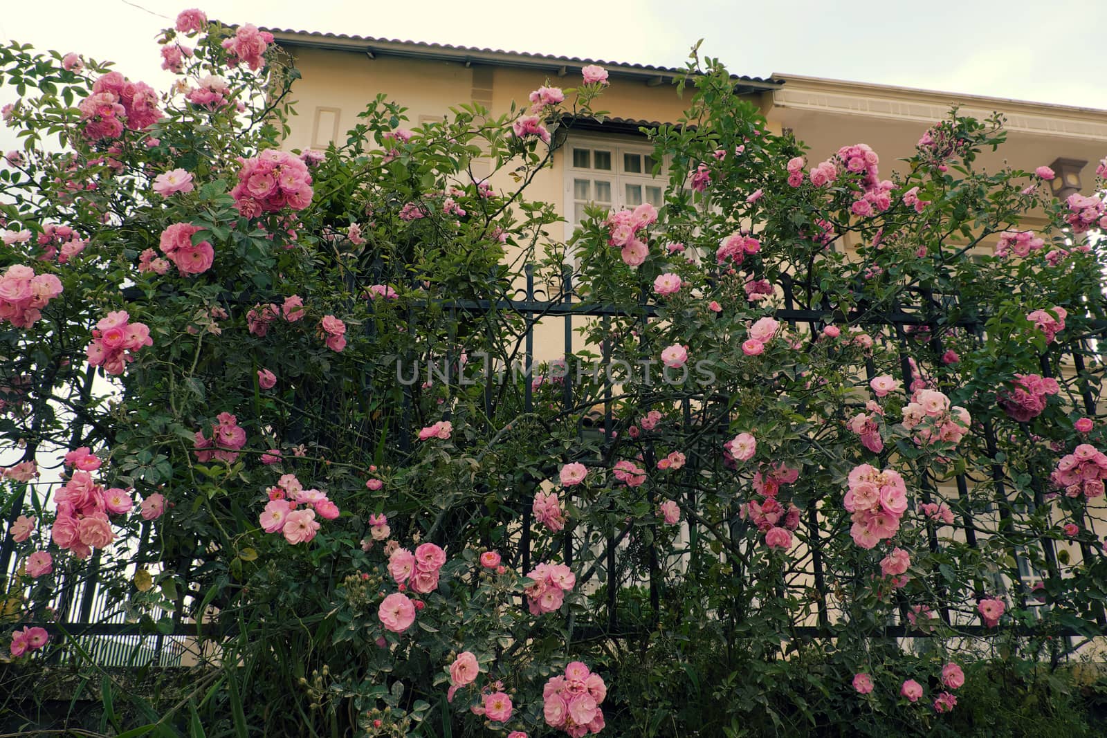 Climbing roses trellis, beautiful fence front of house by xuanhuongho